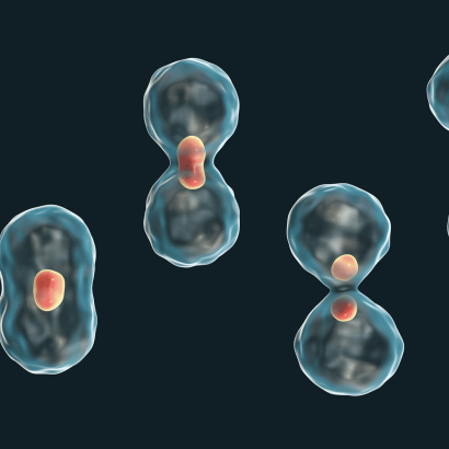 Resumo Mitose - Atividade para 9º ano