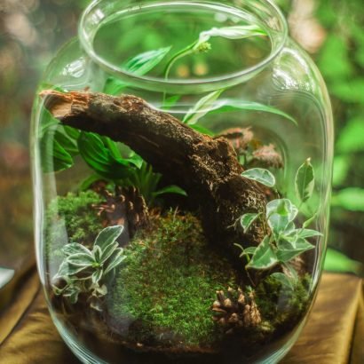 Resumo Ecossistemas 7º ANO